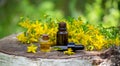 St. John's wort flower oil in a glass bottle. on a wooden background. Royalty Free Stock Photo