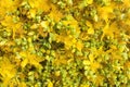 St. John`s Wort Flowers as a Background Royalty Free Stock Photo