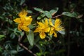 st john\'s wort flowers, Bright yellow flowers, Hypericum perforatum Royalty Free Stock Photo