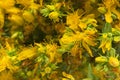 St. John's Wort Flowers Closeup Royalty Free Stock Photo