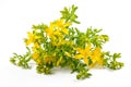 St John`s wort flowers Royalty Free Stock Photo