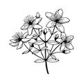 St. John`s wort flowers. Vector stock illustration eps10. Outline, isolate on white background. Hand drawn.