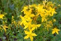 St. John's wort flowers