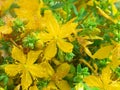 St John's wort