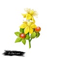 St John`s wort herb isolated digital art illustration. Hypericum perforatum, perforate St John`s-wort, flowering plant. Herb wit Royalty Free Stock Photo