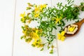 St. John`s wort, herbal medical pills. Royalty Free Stock Photo