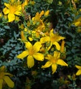 St. JohnÃ¢â¬Ës wort Hypericum coris L