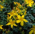 St. JohnÃ¢â¬Ës wort Hypericum coris L