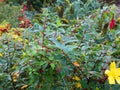 St John`s Wort, Hypericum flower and berries