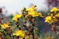 St. John's Wort