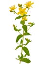 St. John's wort (Hypericum perforatum)