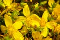 St. JohnÃ¢â¬â¢s wort (Hypericum perforatum) flowering plant with yellow flowers healing herb