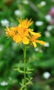 St John's wort. Hypericum perforatum