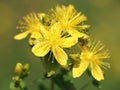 St. John\'s wort (Hypericum perforatum) Royalty Free Stock Photo
