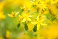 St. John's Wort (Hypericum perforatum)