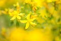 St. John's Wort (Hypericum perforatum)