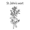 St. John s wort Hypericum perforatum , medicinal plant.