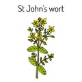 St. John s wort Hypericum perforatum , medicinal plant