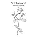 St. John s wort Hypericum perforatum , medicinal plant