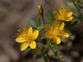 St. John\'s Wort (Hypericum perforatum)