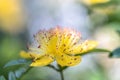 St. john`s wort hypericum perforatum Royalty Free Stock Photo