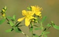 St. John\'s wort (Hypericum perforatum) Royalty Free Stock Photo