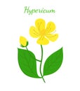 St. John`s wort, hypericum, yellow flower. Cartoon flat style. Vector illustration