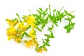 St John`s wort isolated on white Royalty Free Stock Photo