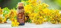 St. John`s wort medicinal. Homeopathy.