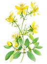 St. John\'s wort medicinal plant isolated on white background. Generative AI watercolor illustration