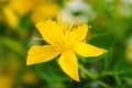 St. john`s wort Royalty Free Stock Photo