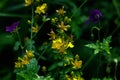 St. John`s Wort. Wild flower. Royalty Free Stock Photo