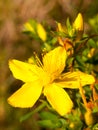 St John`s Wort Yellow Wild Flower Close Up Outside