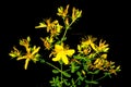 St. John wort, medicinal plant with flower