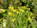 St. John wort, medicinal plant with flower