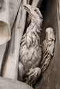 St John's Eagle, Church of Santa Maria Assunta di Carignano, Piazza di Carignano, Genoa, Italy.