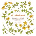 St.John's wort elements vector set