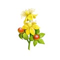 St John's wort herb isolated digital art illustration. Hypericum perforatum, perforate St John's-wort, flowering plant