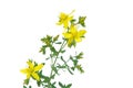 St Johns wort 05 Royalty Free Stock Photo