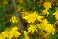 St Johns wort Royalty Free Stock Photo