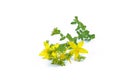 St Johns wort