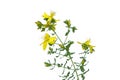 St Johns wort Royalty Free Stock Photo