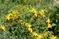 St Johns Wort clump of flowers with yellow petals and stamens Royalty Free Stock Photo