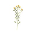 St johns wort flower. Botanical drawing of goatweed. Floral meadow plant. Hypericum, vulnerary herb on stem with leaves