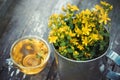 St Johns wort flowers in a large retro mug and Healthy hypericum tea - not in focus.
