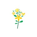 st johns wort herb plant logo vector icon design