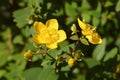 St Johns-wort Hidcote Royalty Free Stock Photo