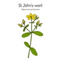 St. Johns wort Hypericum perforatum , medicinal plant