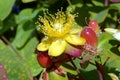 St Johns Wort in close up