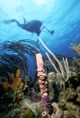 St. Kitts Diver Royalty Free Stock Photo